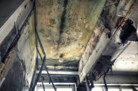 Best Mold Prevention Services in USA